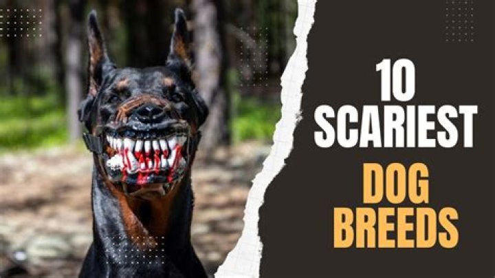 10 Of The Most Terrifying Dog Breeds You Should Be Cautious Of