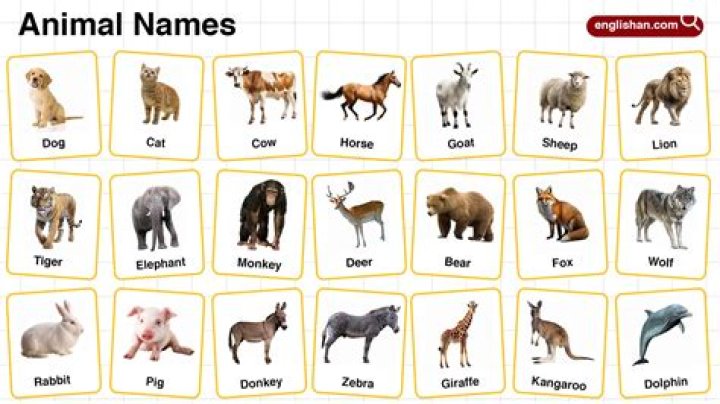 A Complete Guide To Names