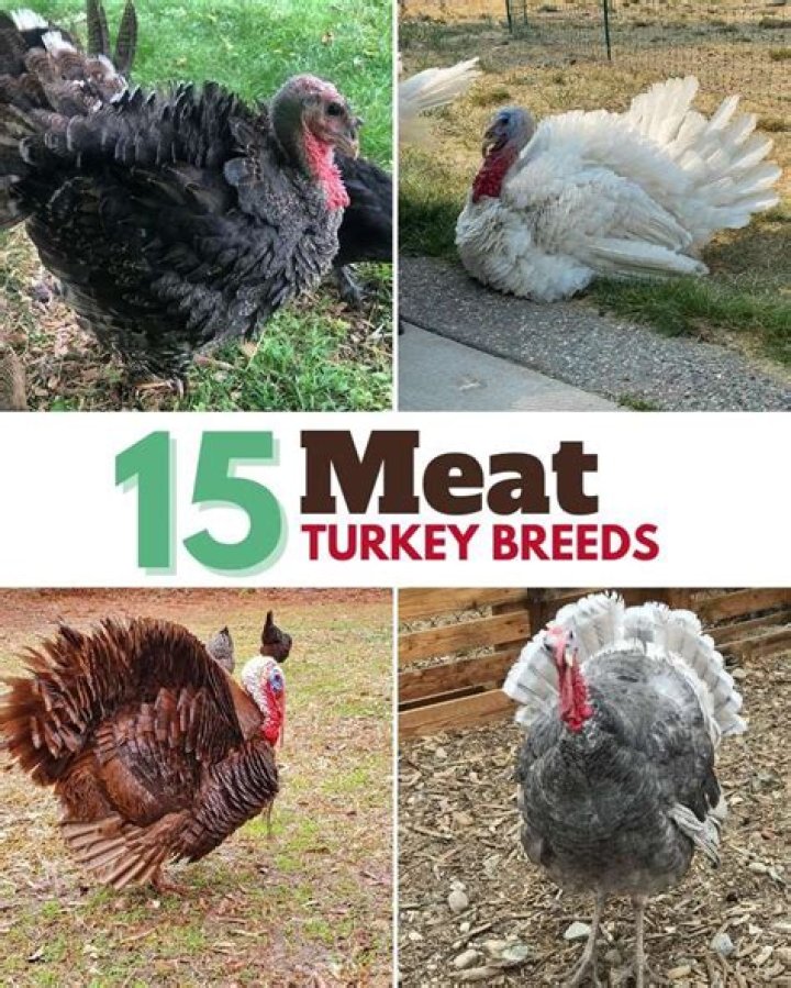 All About The Male Turkey