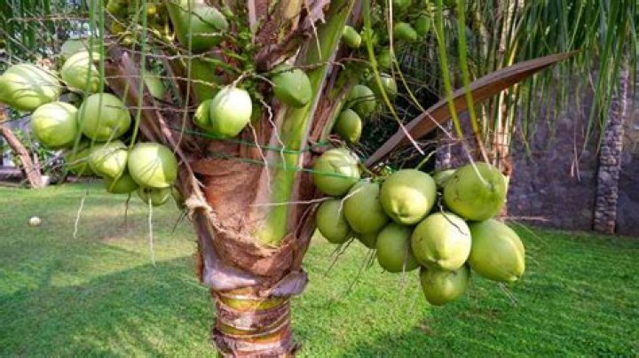 Are Coconuts Really Fruits? The Surprising Truth Revealed