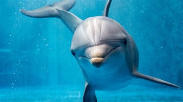 Are Dolphins Really Mean: Uncovering The Truth