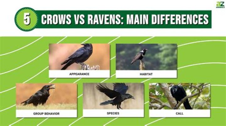 Are Ravens And Crows Different? Unraveling The Similarities And Differences