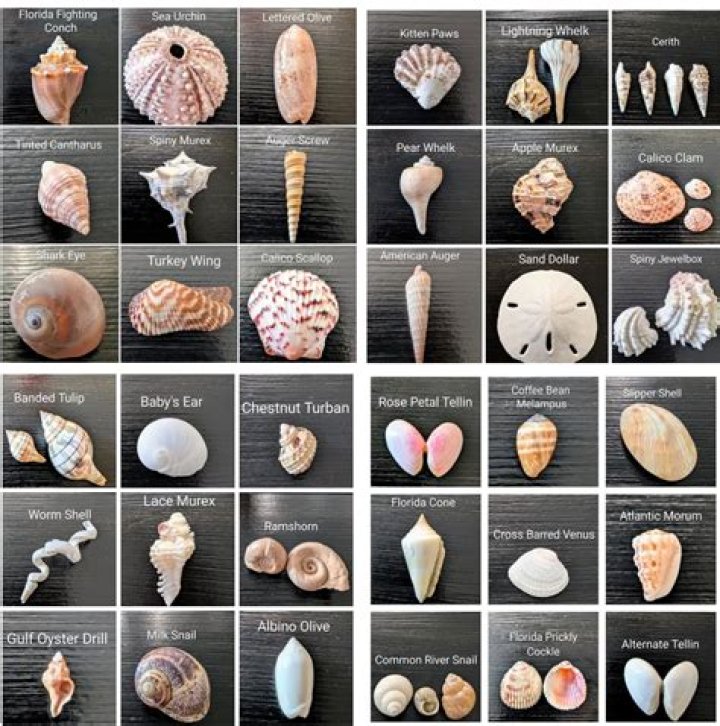 Can You Take Seashells Home From Hawaii? The Definitive Guide