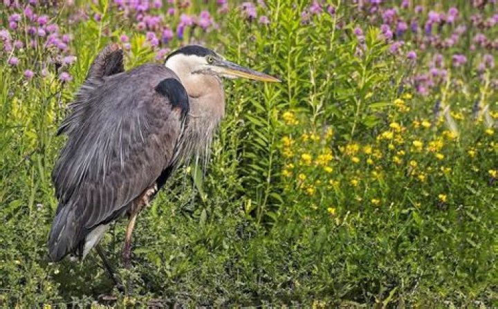 Captivating Birds That Embody The Spirit Of Freedom