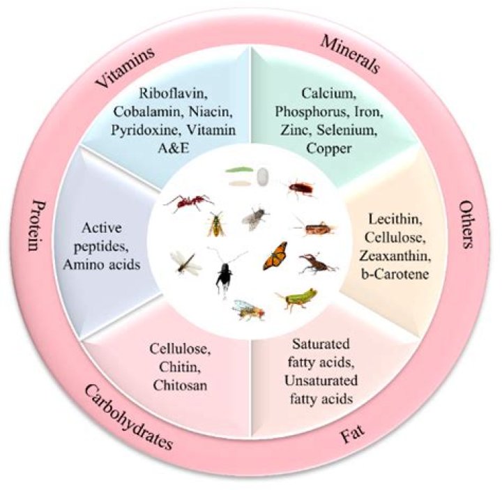 Comprehensive Guide To Yakun Sui: Health Benefits And Traditional Uses