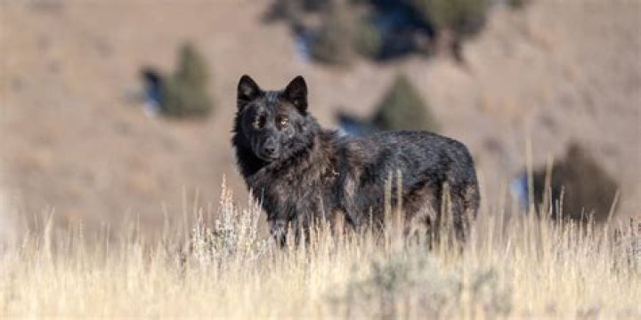 Discover Laine Wilson's Exciting Role In Yellowstone