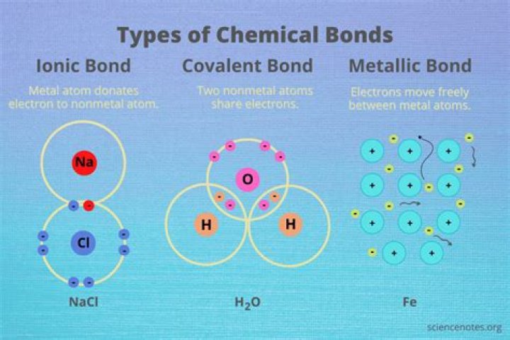 Discover The Bond That Connects Them