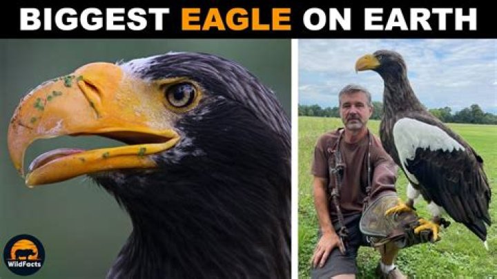 Discover The Majestic: The World's Largest Eagle