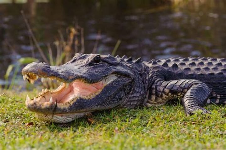 Discover Uncommon Lake-Dwelling Animals