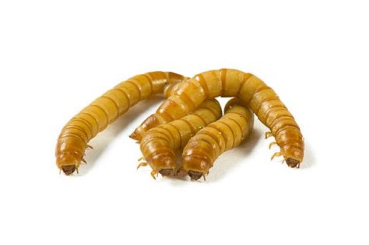 Do Mealworms Have A Bite?