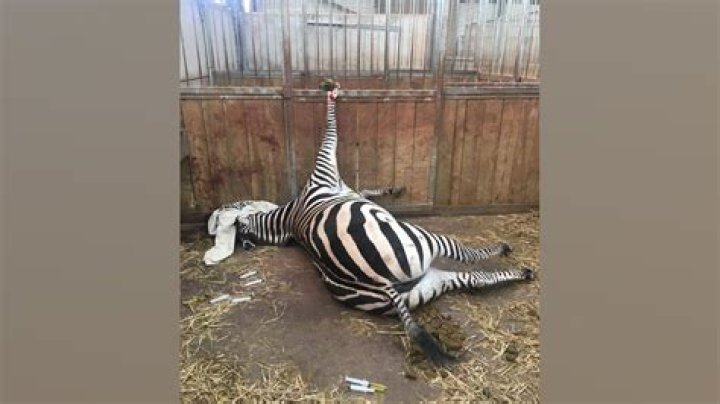 Dr. Gladstein's Animal Abuse: A Shocking Truth Uncovered