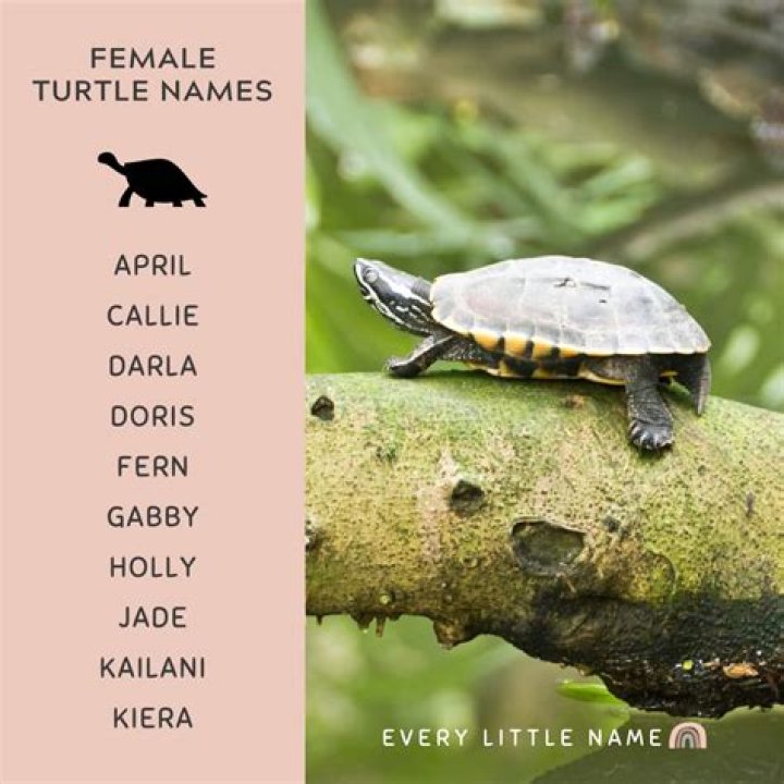 Enchanting Turtle Names For Your Beloved Girl