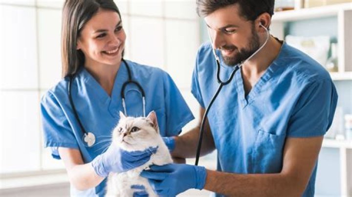 Exploring Experience And Dedication In Veterinary Medicine