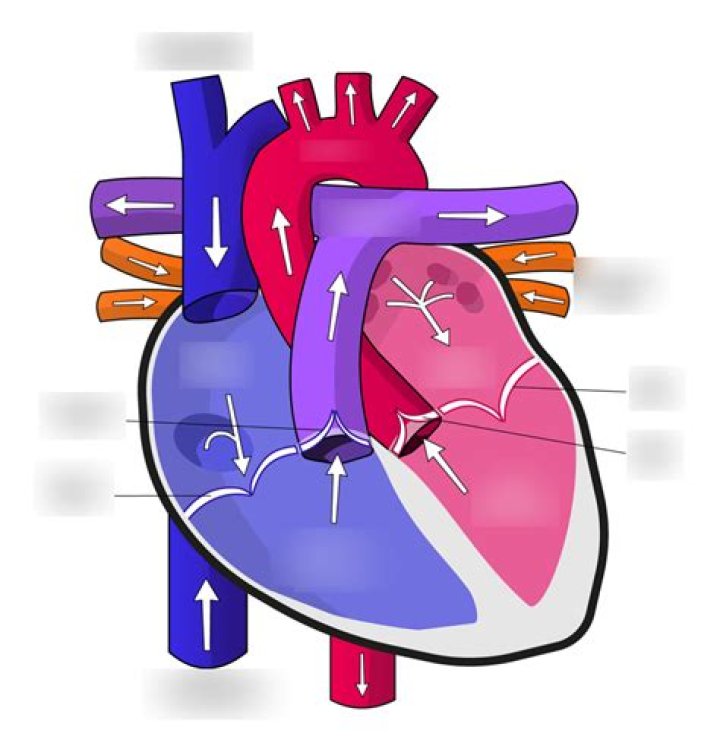 Exploring The Heart Of A Screen Icon