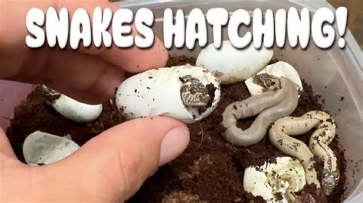 Exploring The Post-Hatch Appearance Of Snake Eggs