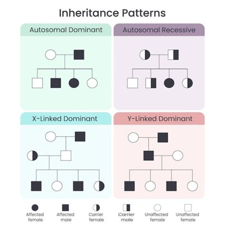 Genetic Inheritance And Basketball Prowess