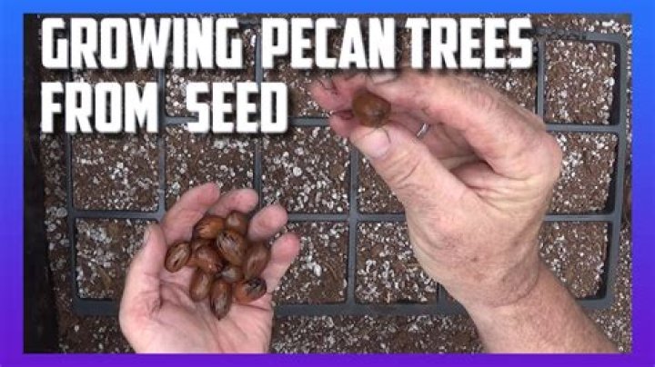 Growing Pecan Trees From Seed