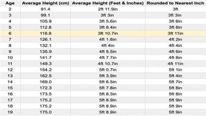 Height, Weight, And Measurements Explored