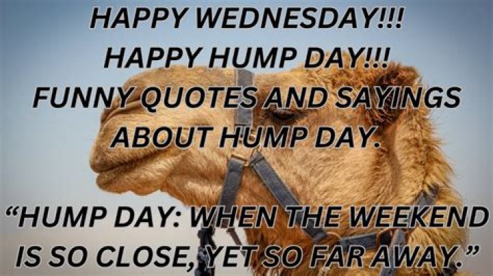 Hilarious Hump Day: Happy Wednesday Funnies