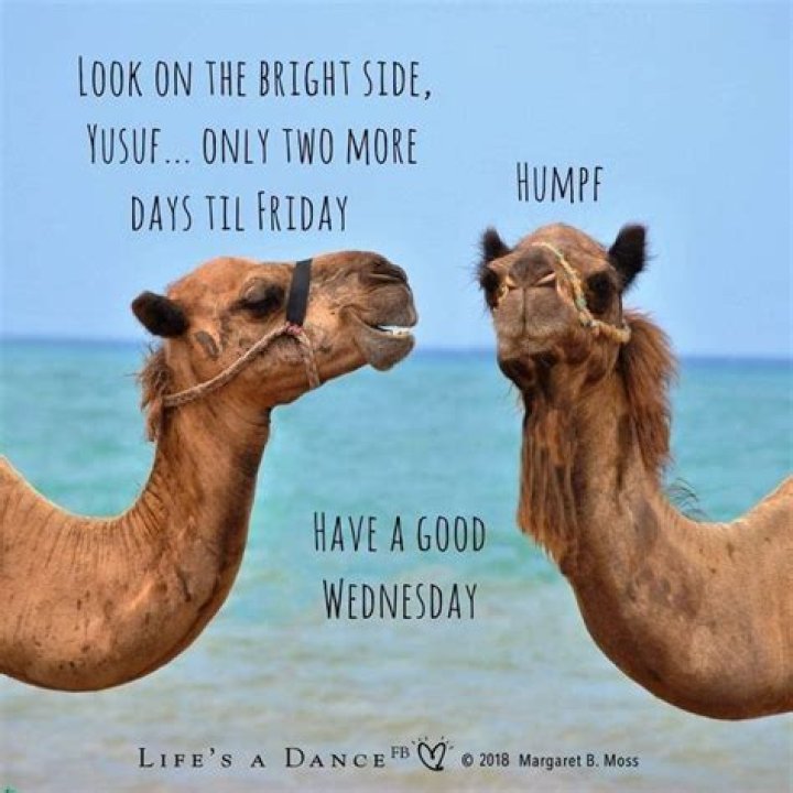 Hilarious Hump Day Memes To Brighten Your Midweek