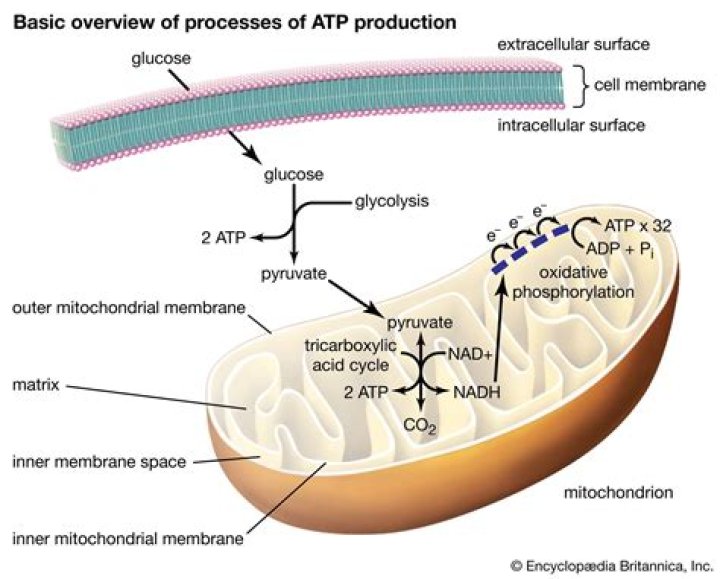 How The Body Produces Essential Cellular Fuel (ATP)