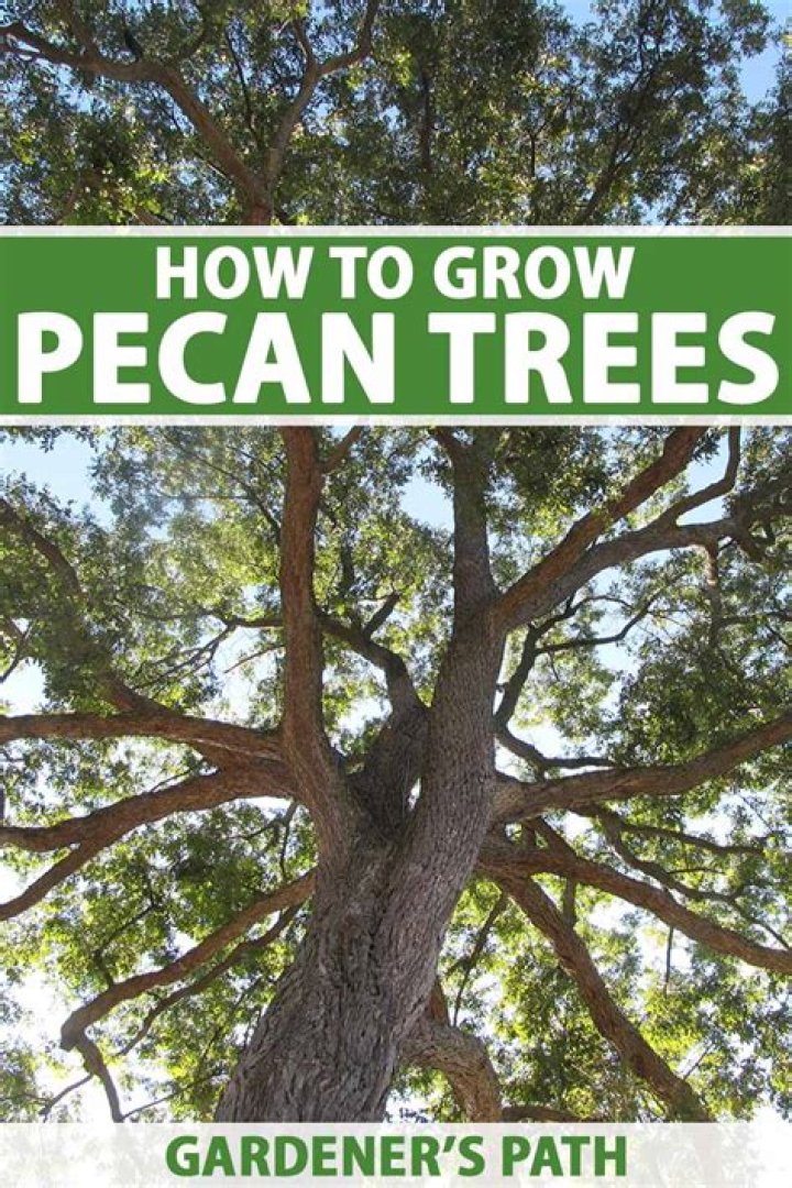 How To Grow A Pecan Tree From A Nut: The Ultimate Guide