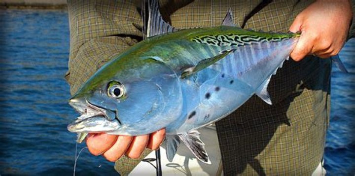 Judari Albies: The Ultimate Guide To Fishing And Catching