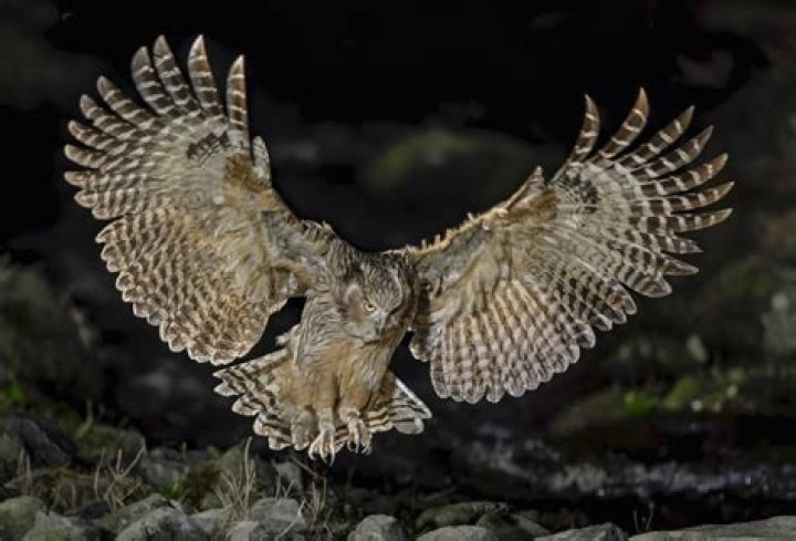 Largest Owl Species: A Fascinating Look At The World's Biggest Owls