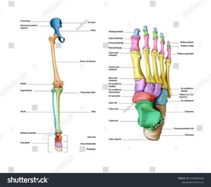 Learn: Raina Height In Feet | Detailed Insights