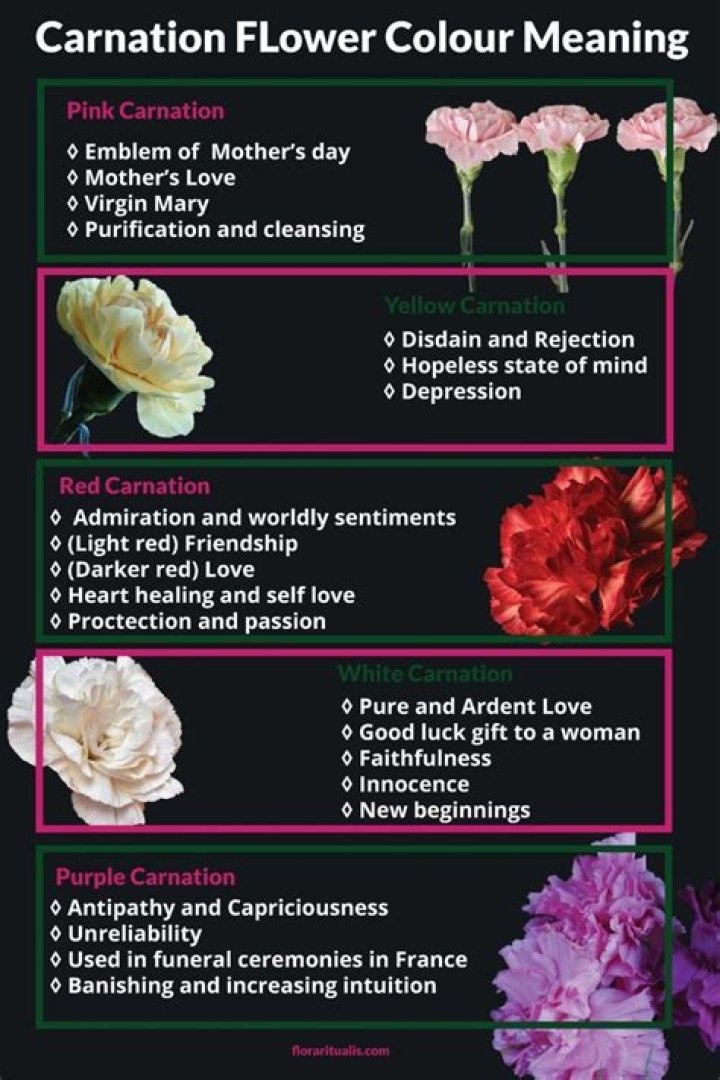 Meaning Behind The Enchanting Pink Carnation