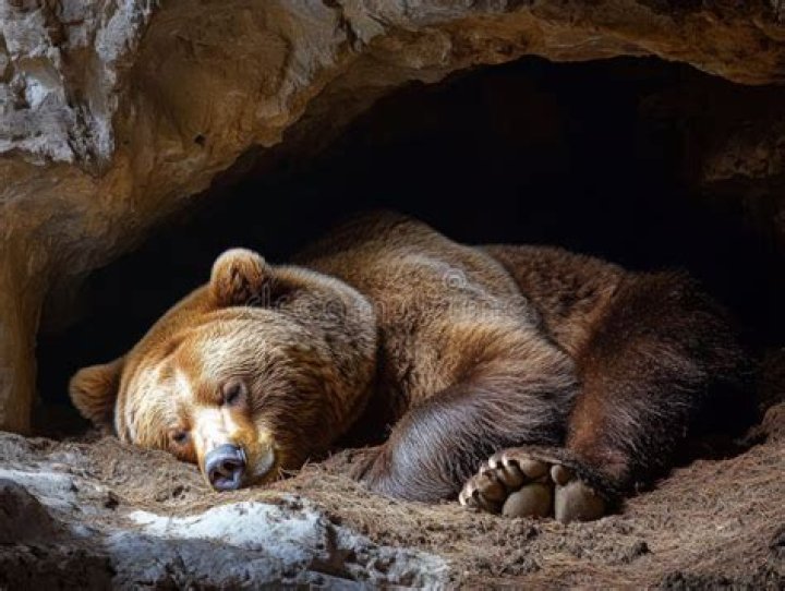 Retreat for a hibernating bear ·