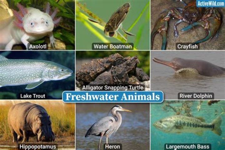 The Complete Guide To Animals That Live In The Water