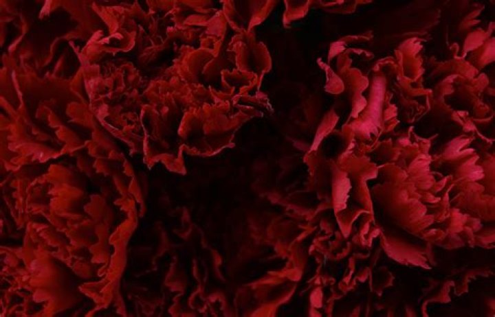 The Deep Significance Of Dark Red Carnations