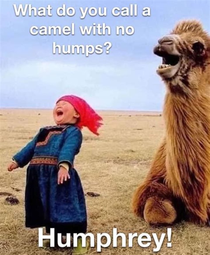 The Funniest Hump Day Pics You'll Ever See