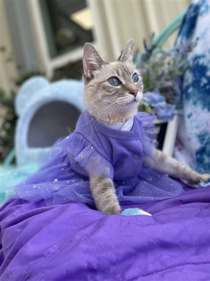 The Most Fashionable Feline On Social Media