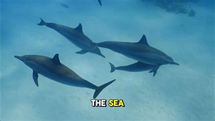 The Smartest Creatures In The Sea