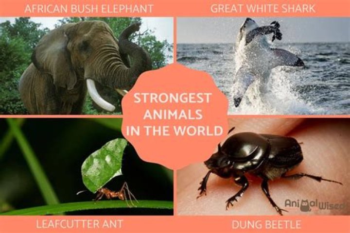 The Strongest Animal On Earth Unveiled