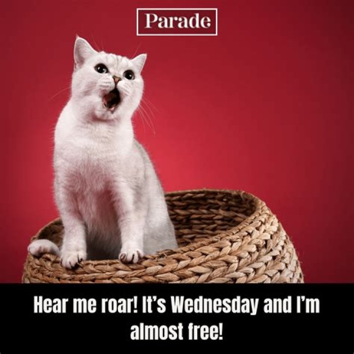 The Ultimate Collection Of Hump Day Memes To Get You Through The Week