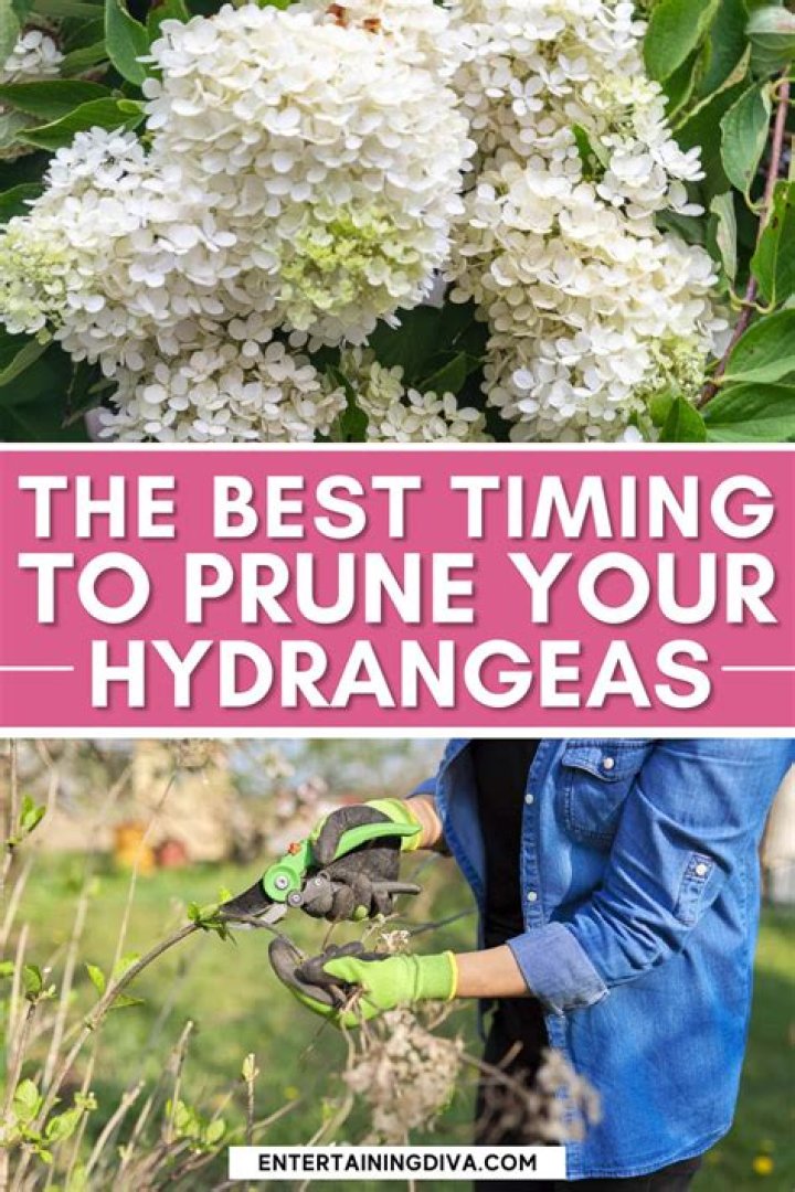The Ultimate Guide To Splitting Hydrangeas: Comprehensive Tips And Techniques