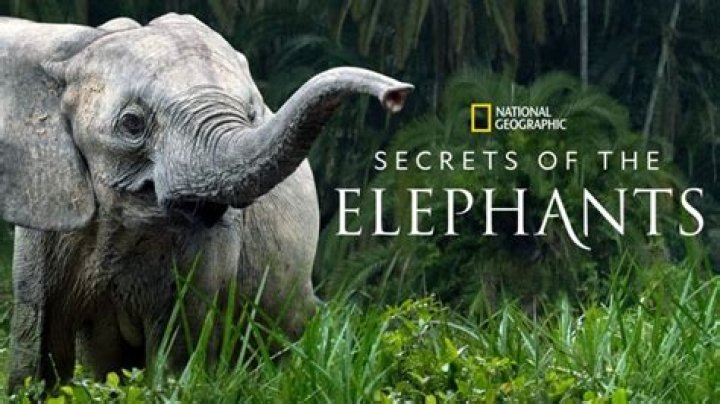 The Ultimate Zooechip Companion: Unleash The Secrets Of Wildlife Tracking