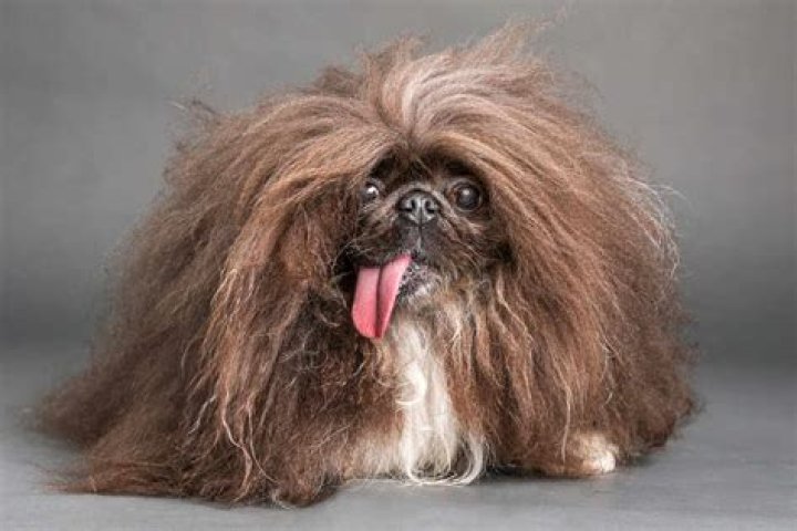 The Weird And Wonderful World Of The Ugliest Dogs On Earth