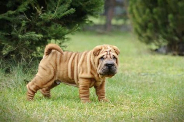 Top 25 Ugliest Dogs