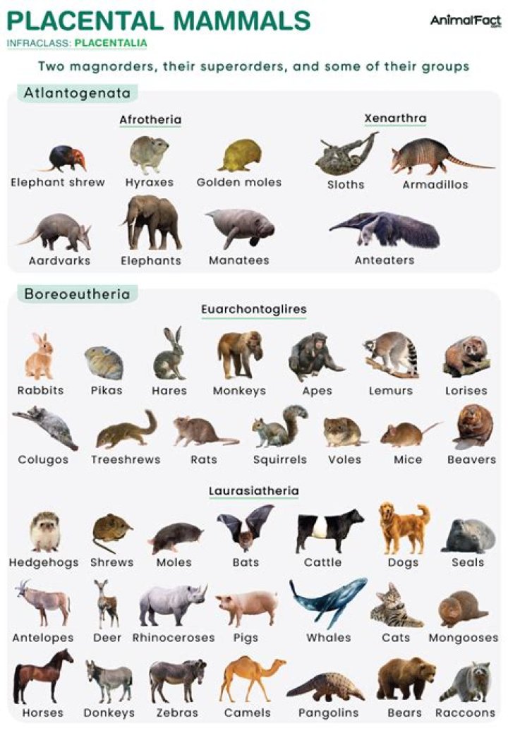 Top 5 Most Frightening Mammals You Never Want To Encounter
