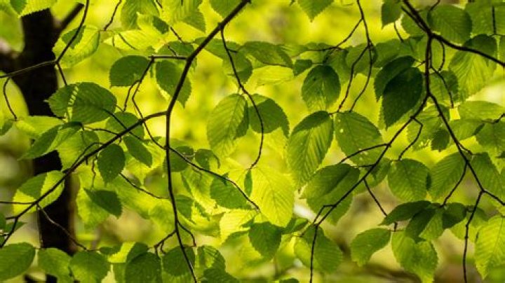 Tree branches ·