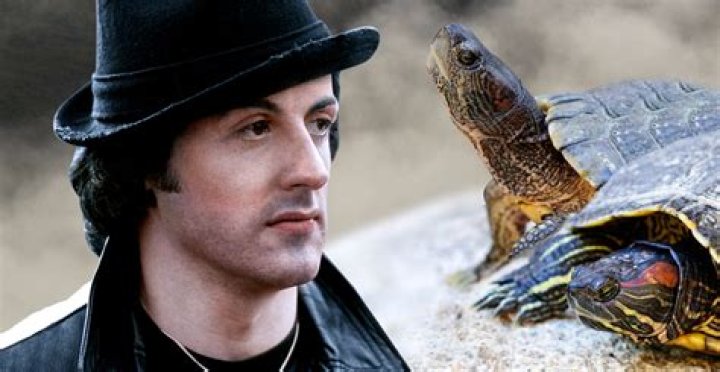 Turtles In Rocky