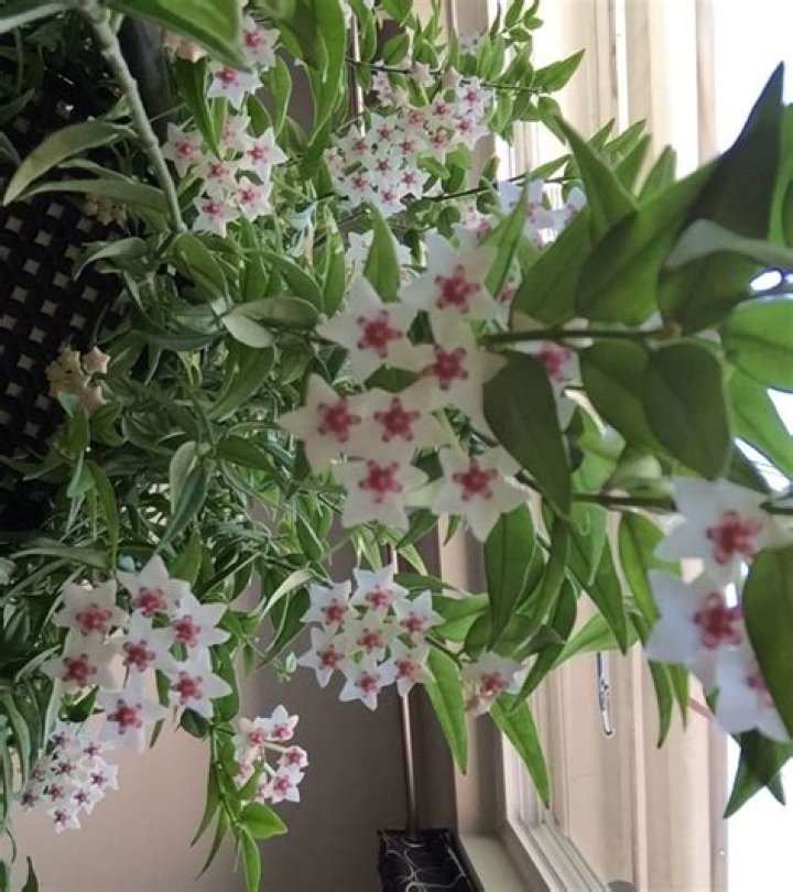 Ultimate Guide To Swedish Bella Plants: Cultivating Beauty Indoors