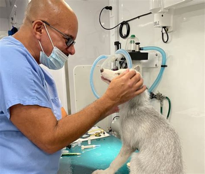Uncovering The Hometown Of The Famous Veterinarian