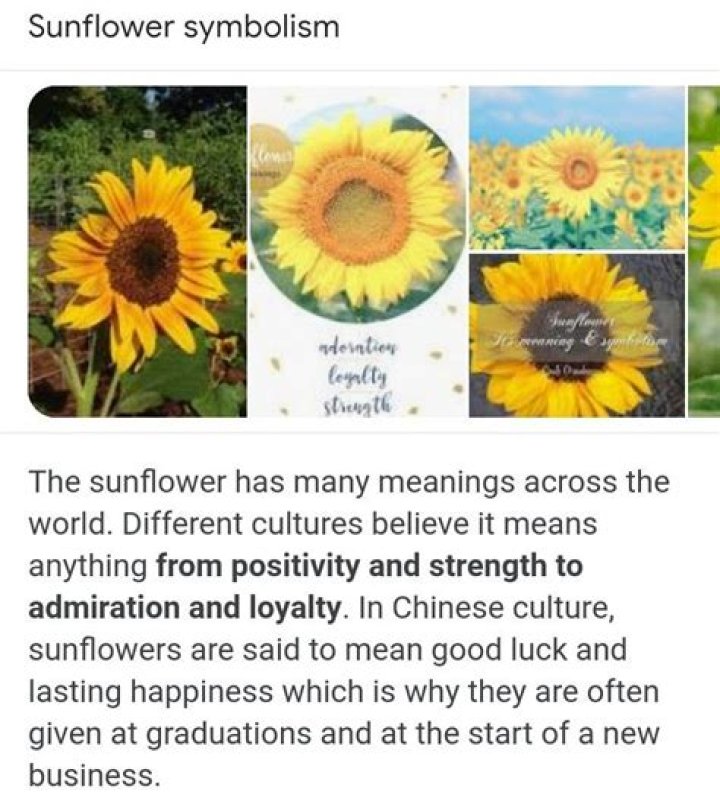 Understanding The Rich Symbolism And Meaning Behind Sunflowers