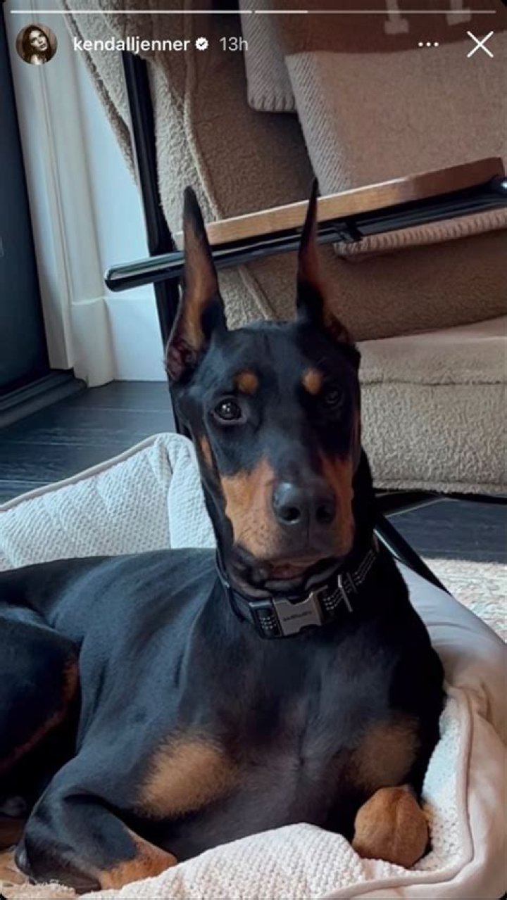 Unleash The Secrets Of Kendall Jenner's Doberman: Discoveries And Insights