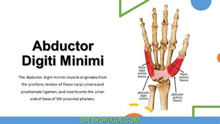 Unravel The Role Of The Abductor Digiti Minimi Muscle: A Comprehensive Guide